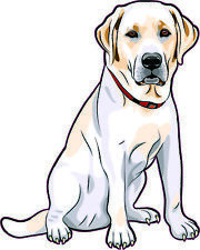 4in x 5in Right Facing Yellow Labrador Vinyl Sticker Car Vehicle Bumper Decal picture