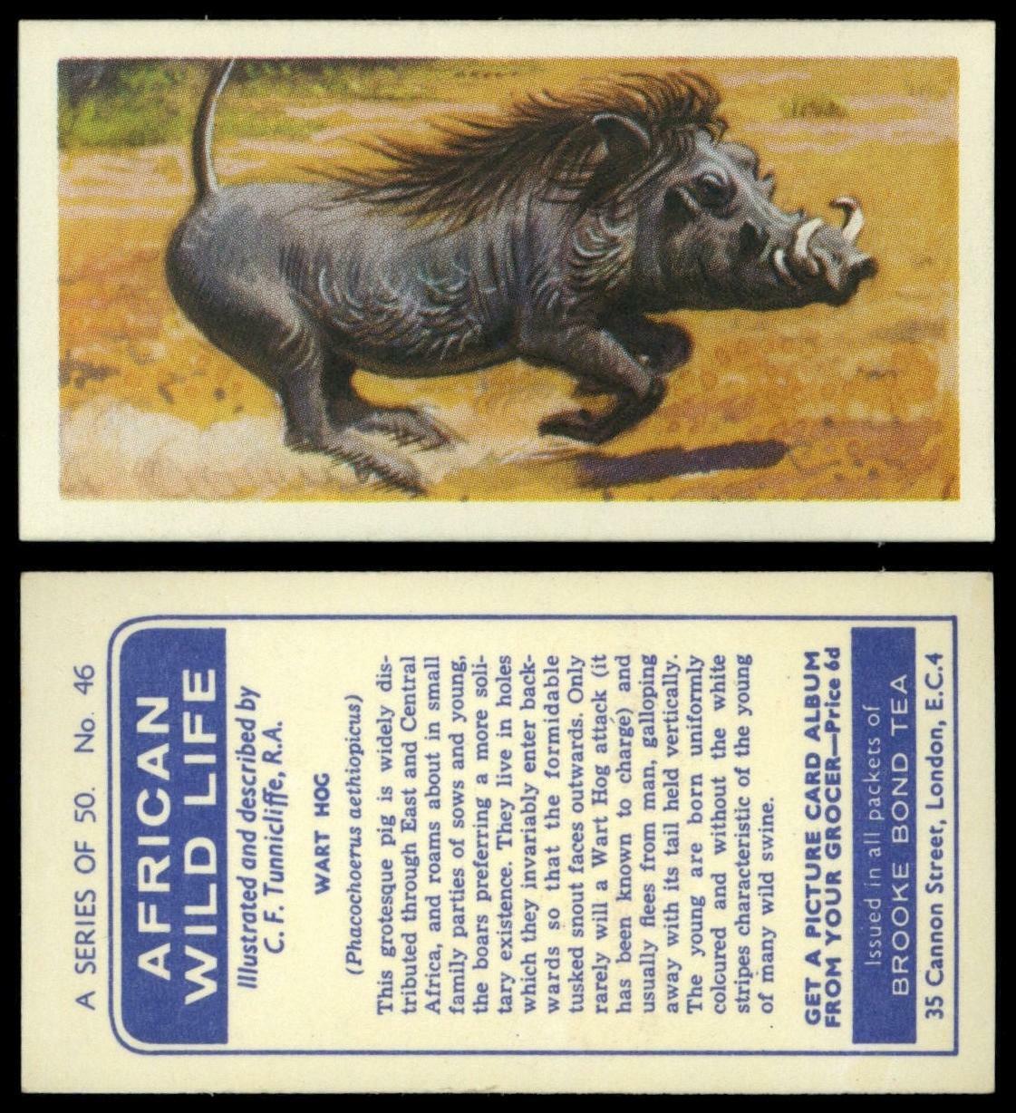 Wart Hog #46 African Wild Life 1962 Brooke Bond Tea Card