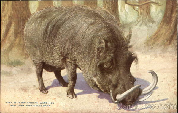 Pig East African Wart-Hog,New York Zoological Park Antique Postcard Vintage