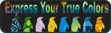 10in x 3in Express True Colors Bumper magnet Penguin  magnetic magnets picture